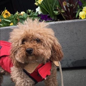 Meet your Posher, Sara